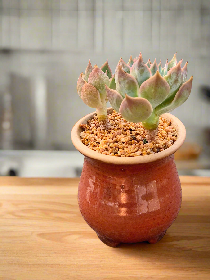 Succulent Rustica Mahogany Planter – Echeveria Peacockii - SlowBloomGreens