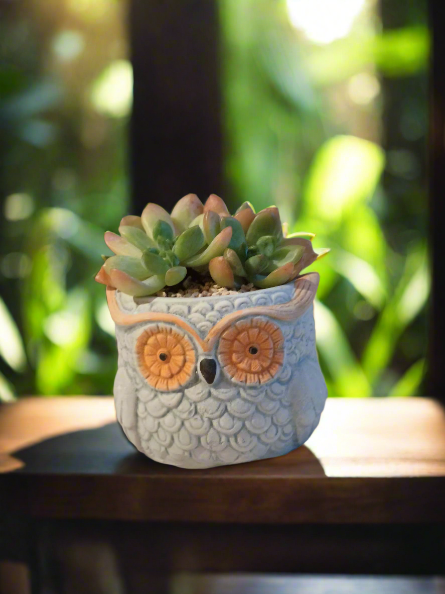 Succulent Owl Pot - Sedum 'Alice Evans'