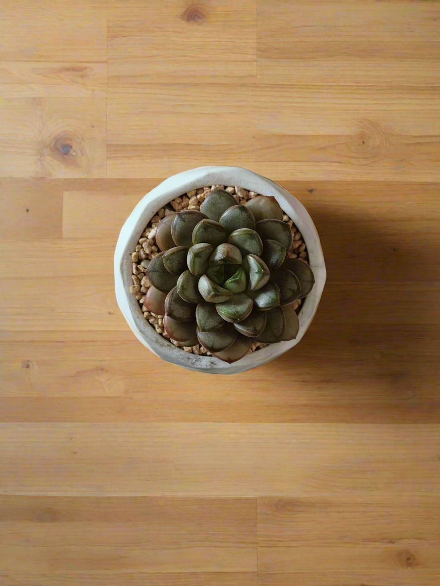 Top view of the Succulent Harmony Ash Pot with Graptoveria 'Amethorum'.