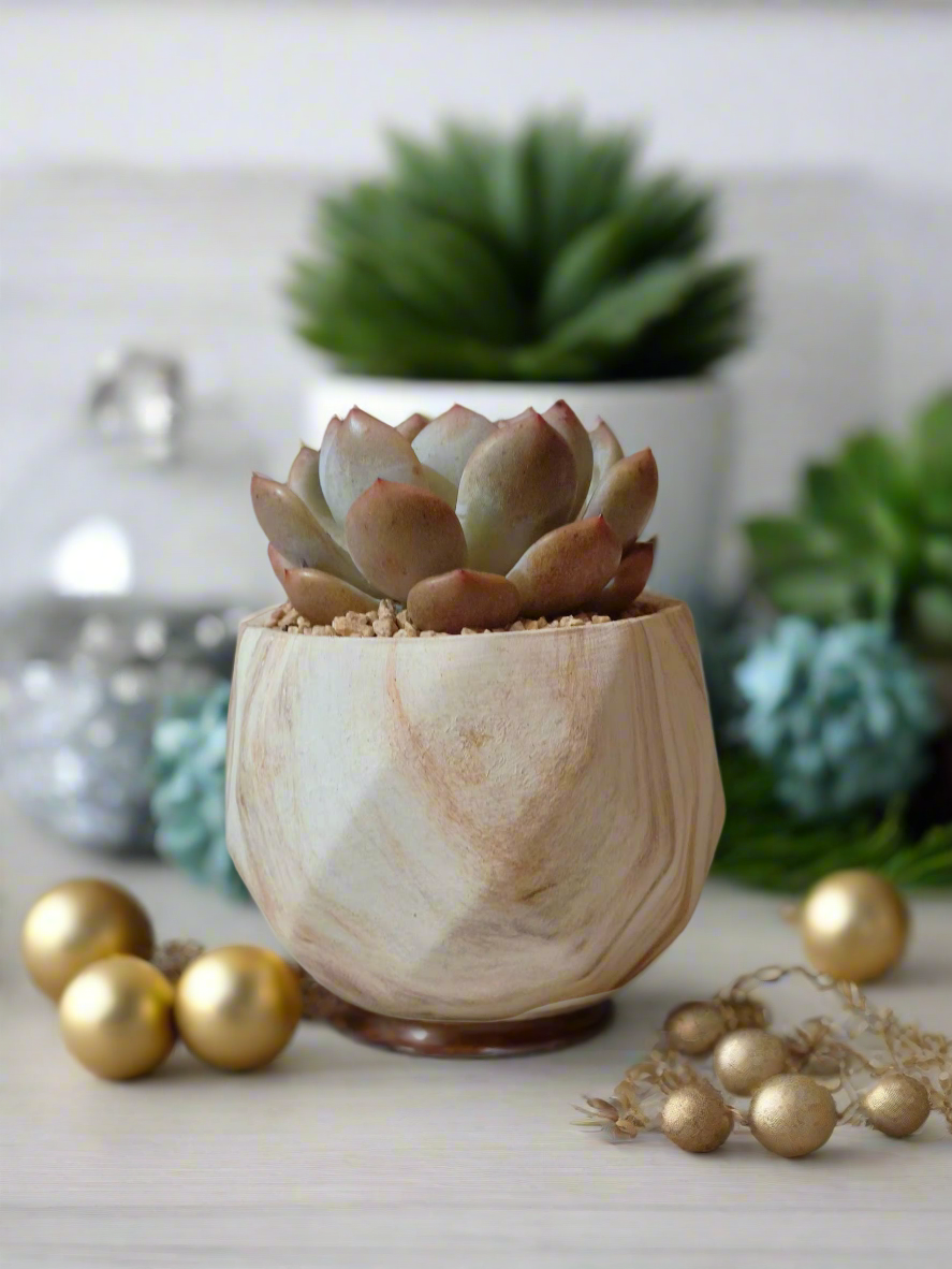 Succulent Classic Marble Brown Pot – Echeveria Laui