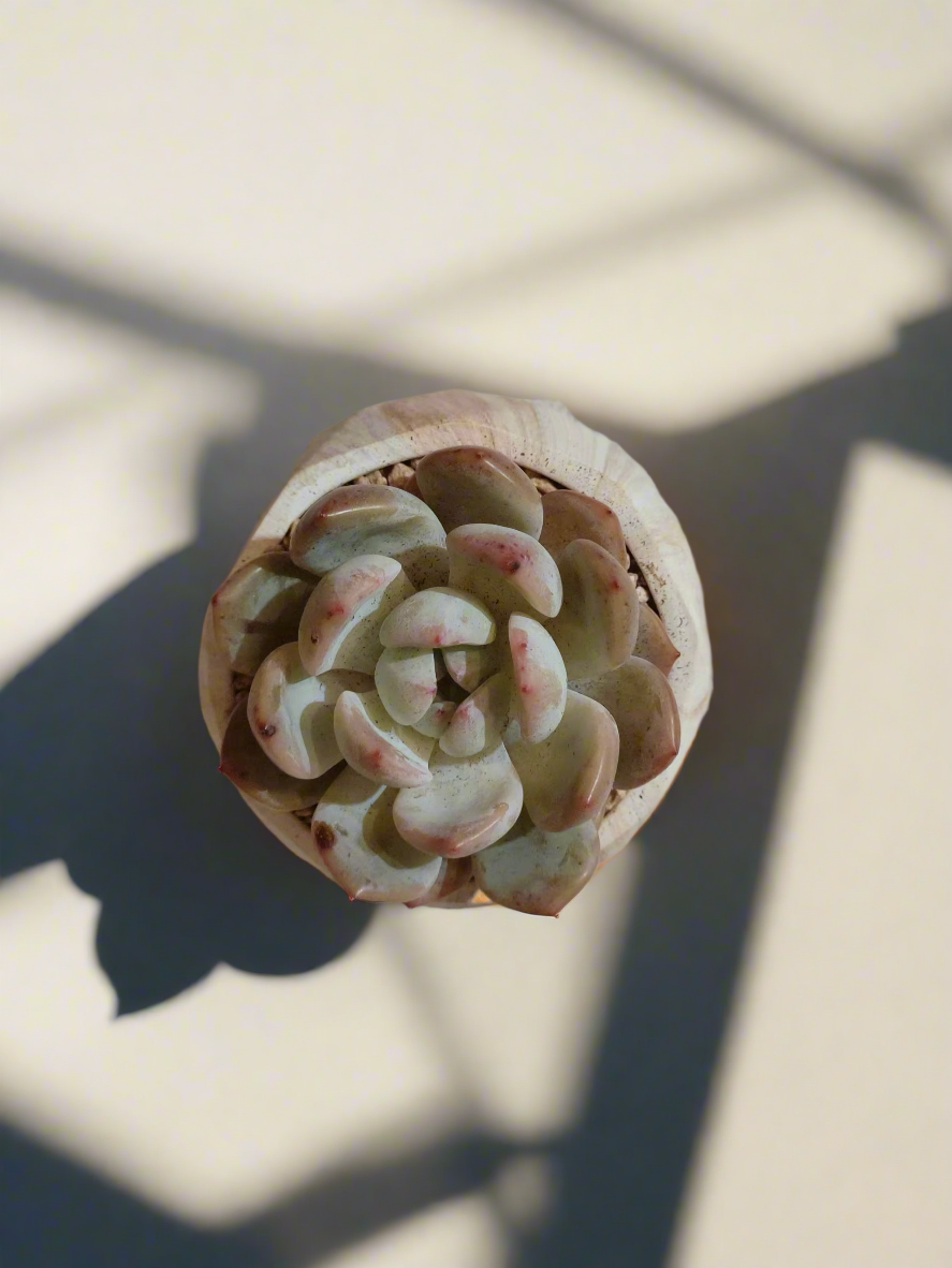 Succulent Classic Marble Brown Pot – Echeveria Laui