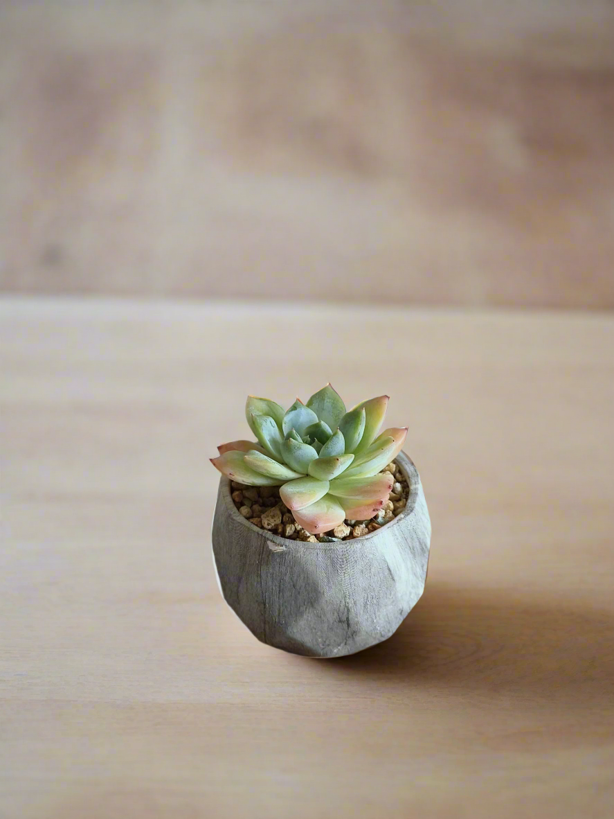 Succulent Harmony Grey - Echeveria Elegans - SlowBloomGreens