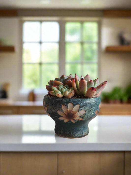 Succulent Moonlit Bloom Pot – Blue-Green with Echeveria Orange Monroe & Friends