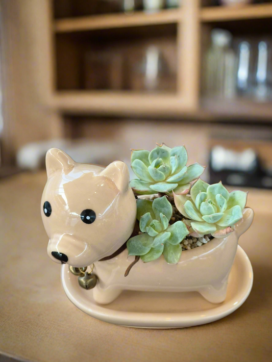 Succulent Shiba Inu Planter – Echeveria 'Lola'
