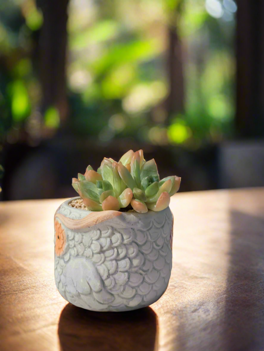 Delightful arrangement of Sedum 'Alice Evans' in owl pot