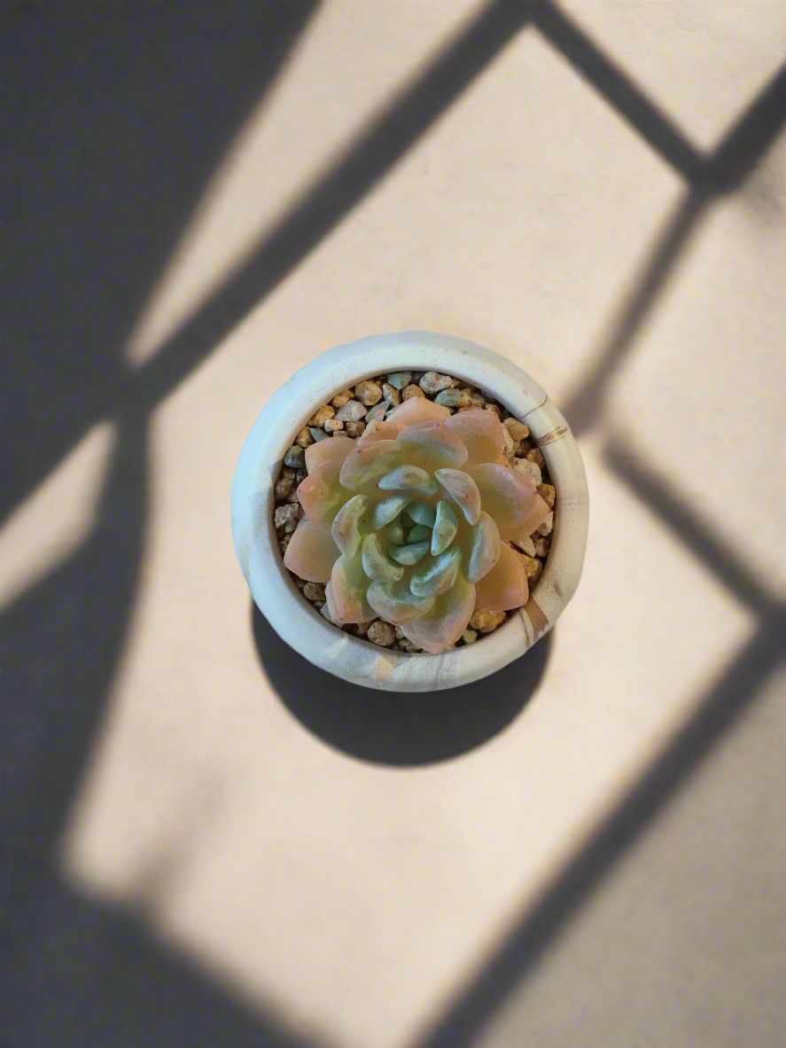 Bright and vibrant look of the Succulent Mini Round Gold Pot – Graptoveria Opalina.