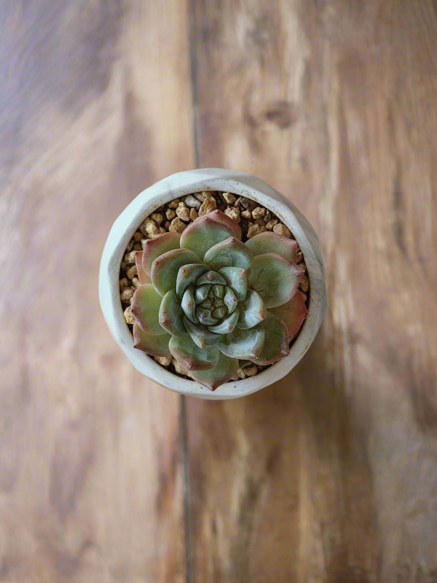 Close-up top view of the texture of the marble pot with Echeveria Bluebird.