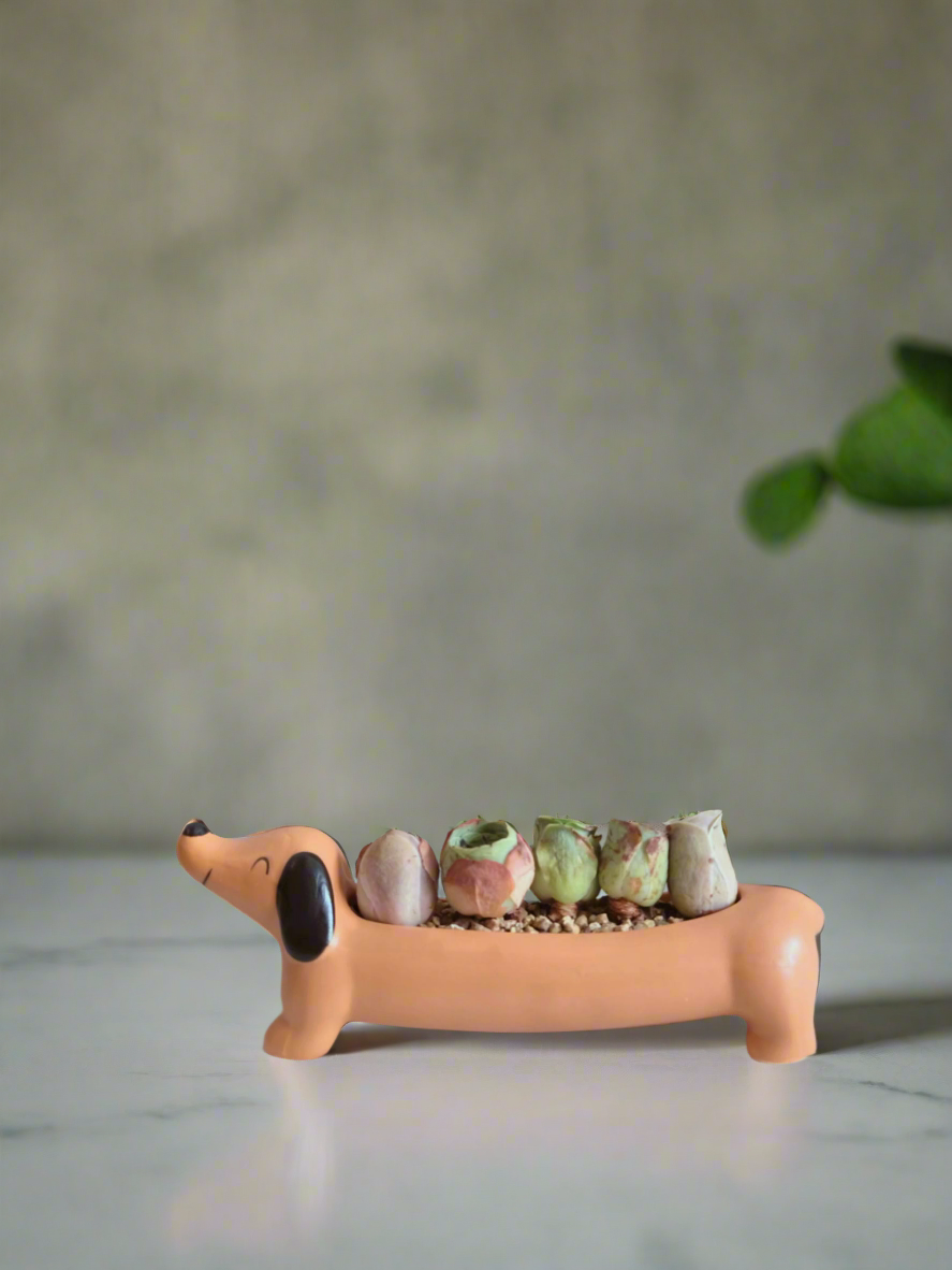 Succulent Daunchund - 5 Mountain Roses 'Greenovia' (Lilac & Green) - SlowBloomGreens