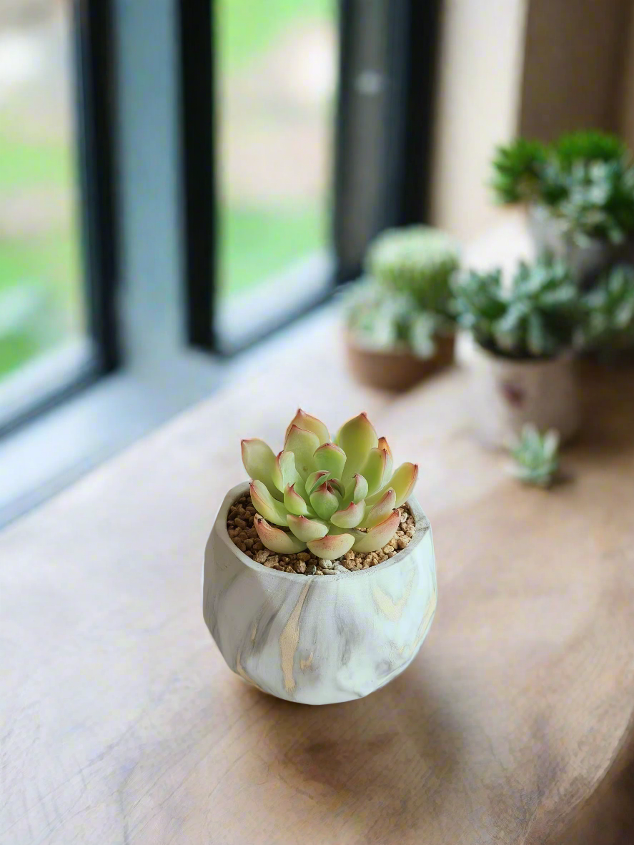 Succulent Classic Marble Gold Pot – Echeveria Elegans