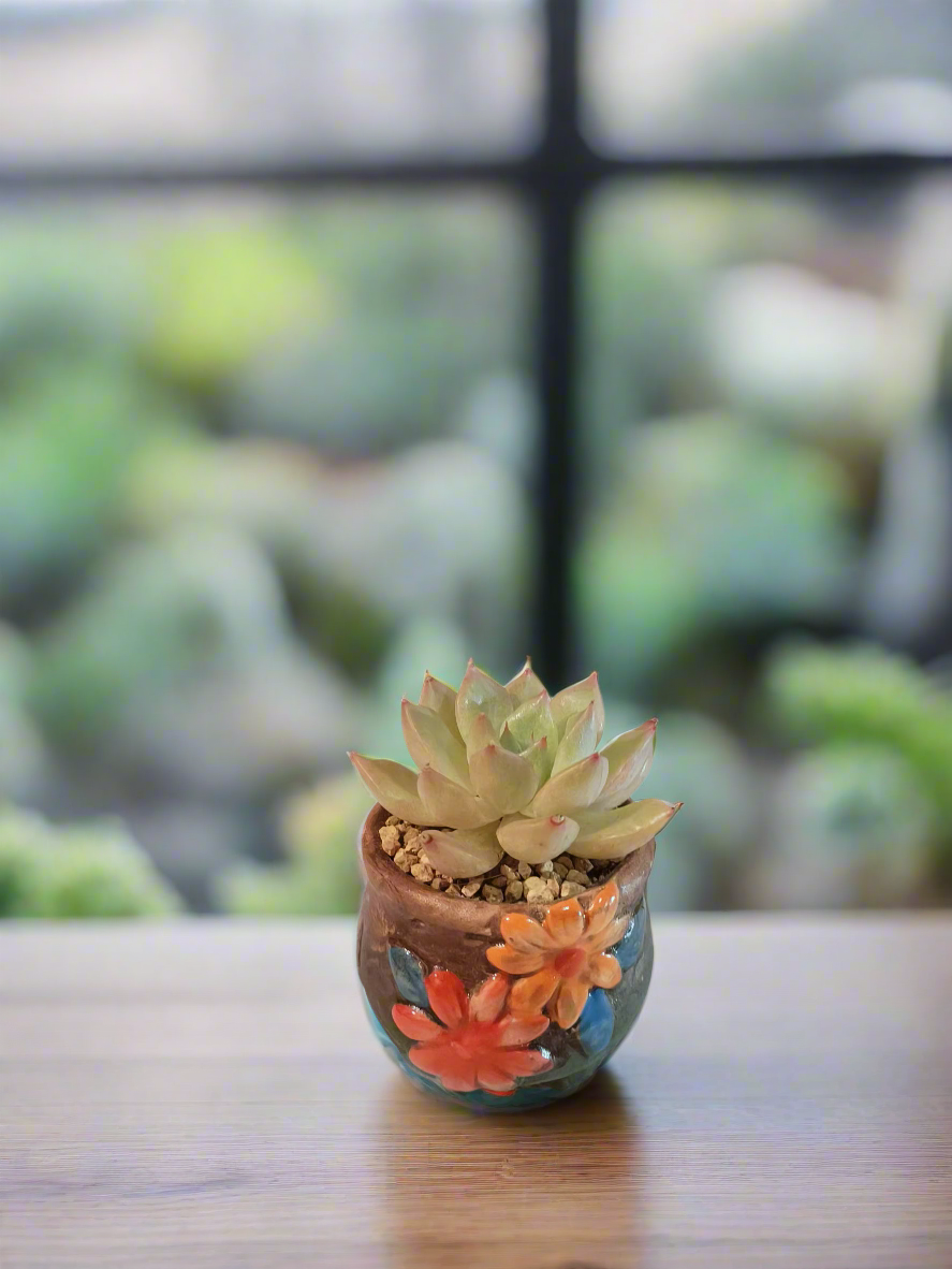 Succulent Floral Charm Trio – Echeveria 'Mont Blanc', 'Mexican Snowball', 'Agavoides'