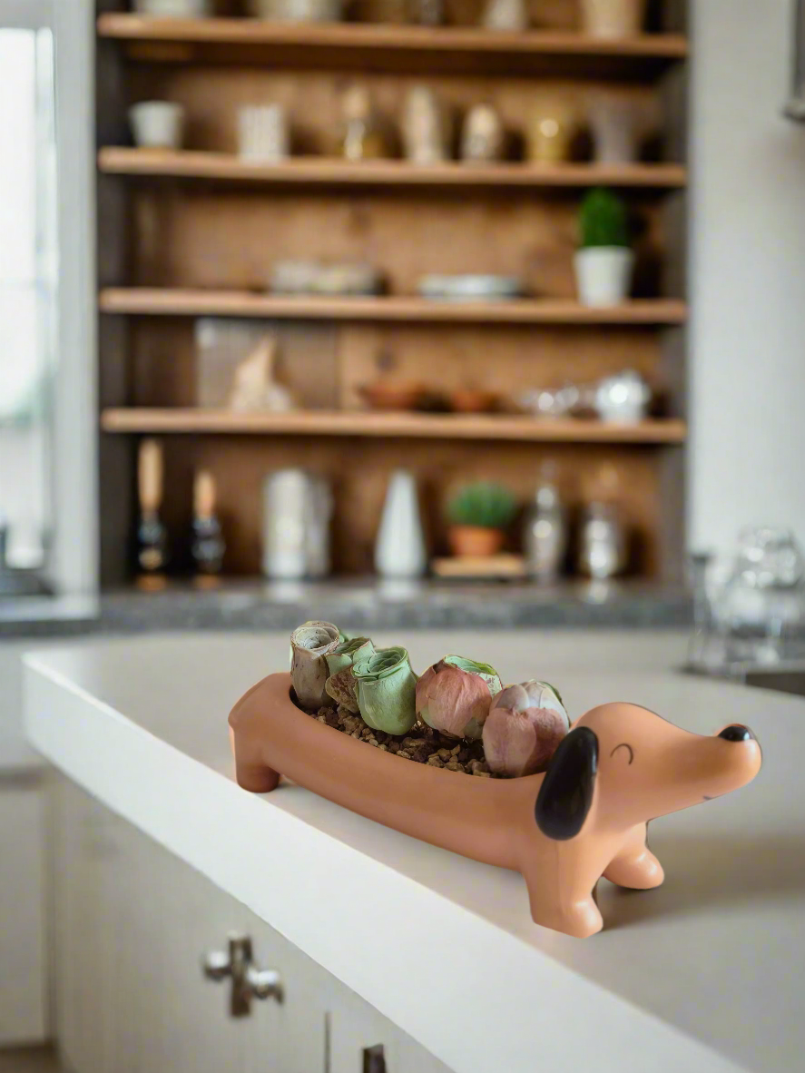 Succulent Daunchund - 5 Mountain Roses 'Greenovia' (Lilac & Green) - SlowBloomGreens