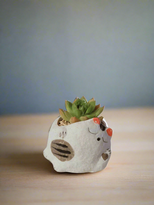 Succulent Cat Pot - Echeveria Agavoides in a playful cat pot