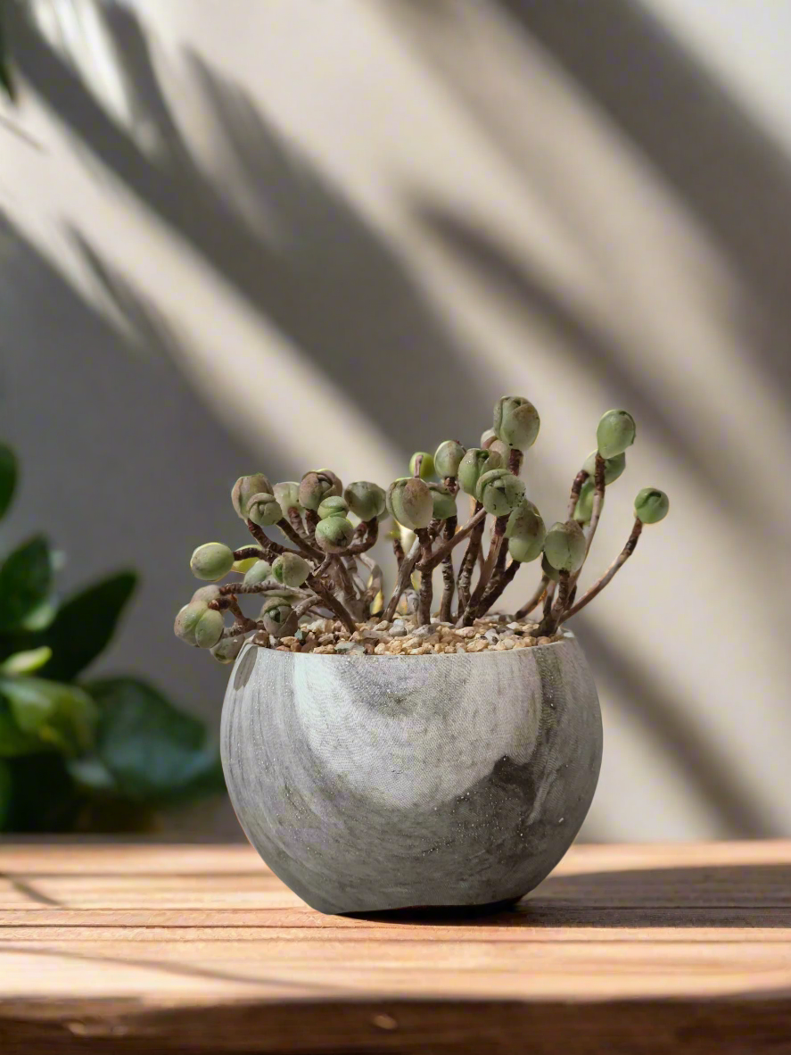 Succulent Elegant Round Grey - Aeonium 'Adodes' - SlowBloomGreens