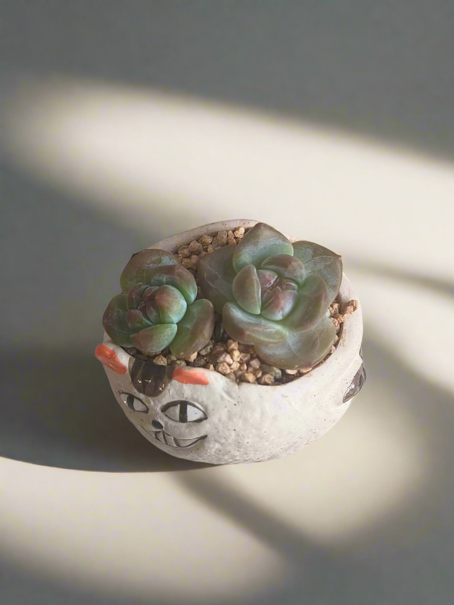 Succulent Cheeky Cat Planter - Echeveria Ice Green