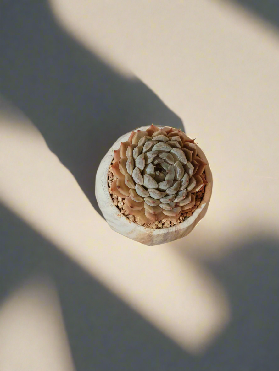 Succulent Classic Marble Brown Pot – Echeveria Fiona - SlowBloomGreens