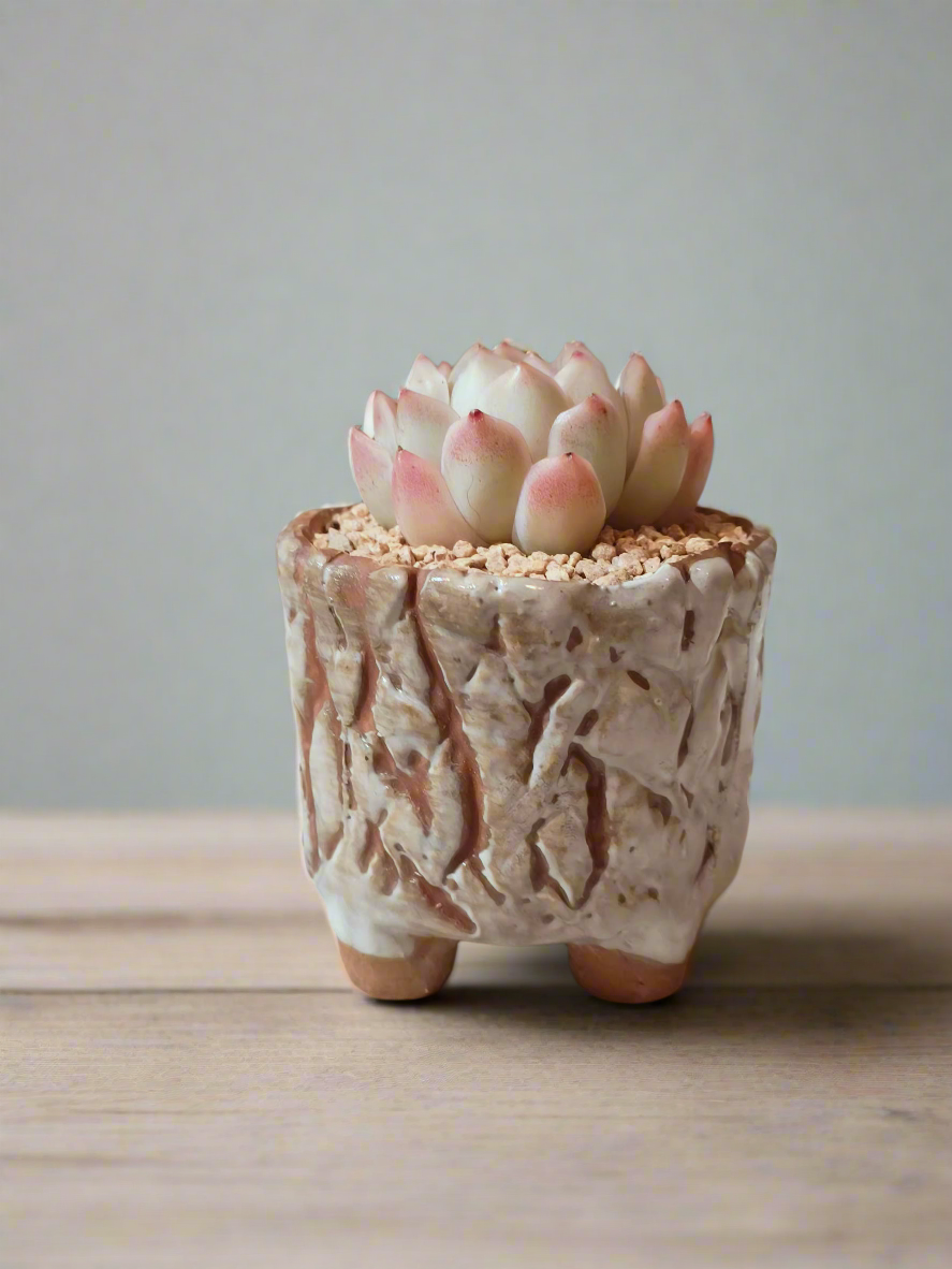 Succulent Rustica Ceramic White – Echeveria Raspberry Ice