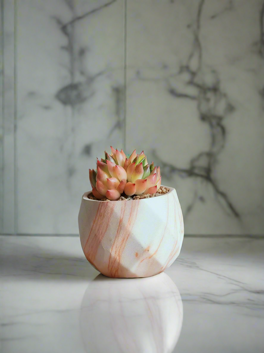 Close-up detail of the Succulent Harmony Orange Pot – Echeveria Agavoides 'Lipstick' displaying its fiery colors.