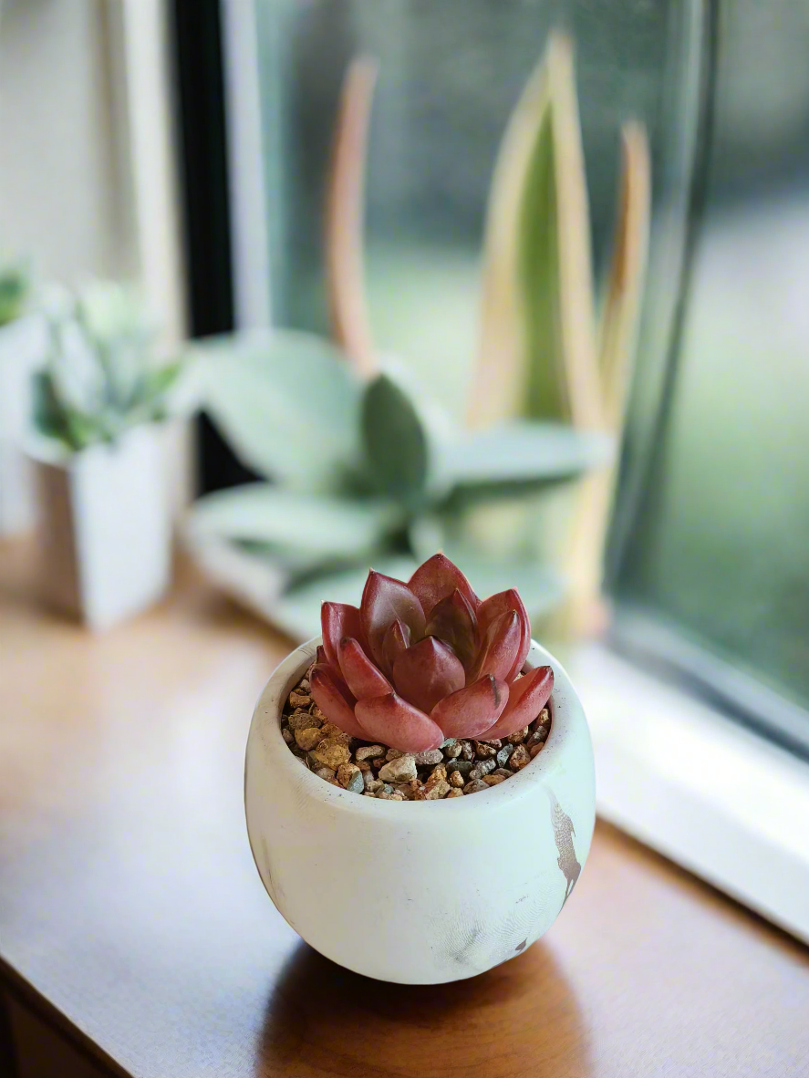 Charming ambiance created by the Succulent Mini Round Gold Pot – Echeveria Agavoides 'Romeo'.