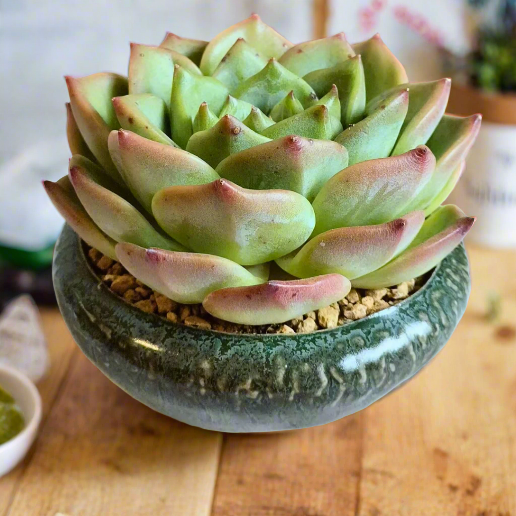 Lush view of the Succulent Rustica Ceramic – Echeveria Chihuahua in natural light.