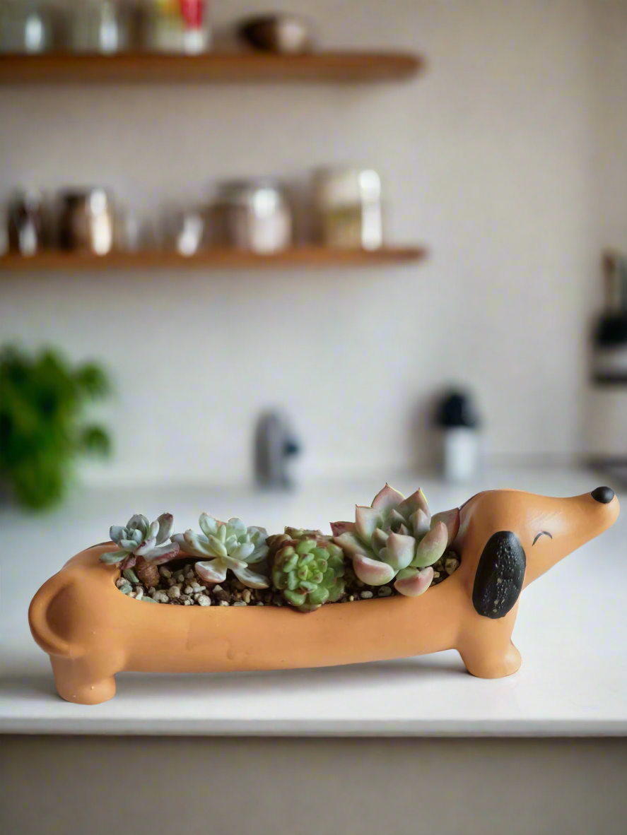 Succulent Daunchund - various - SlowBloomGreens