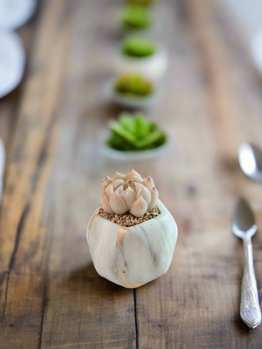 Succulent Mini Octagon Gold - Echeveria White Queen - SlowBloomGreens