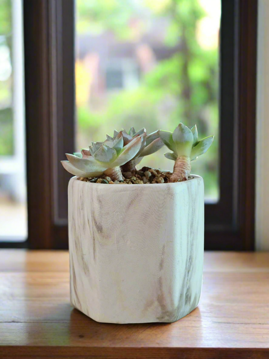 Succulent Radiant Octagon Brown – Echeveria BlueBird - SlowBloomGreens