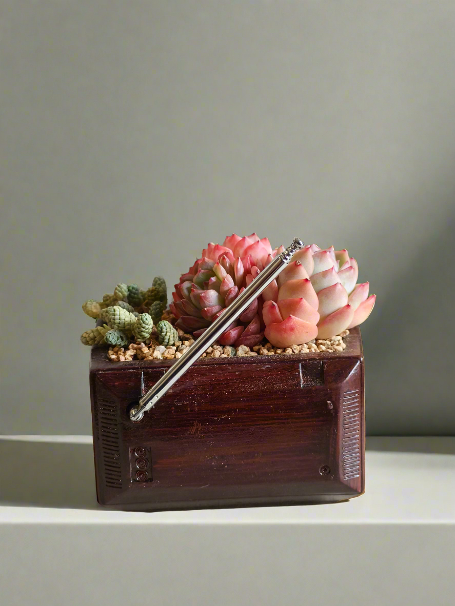 Succulent Retro TV – Echeveria Suryeon  📺🌿