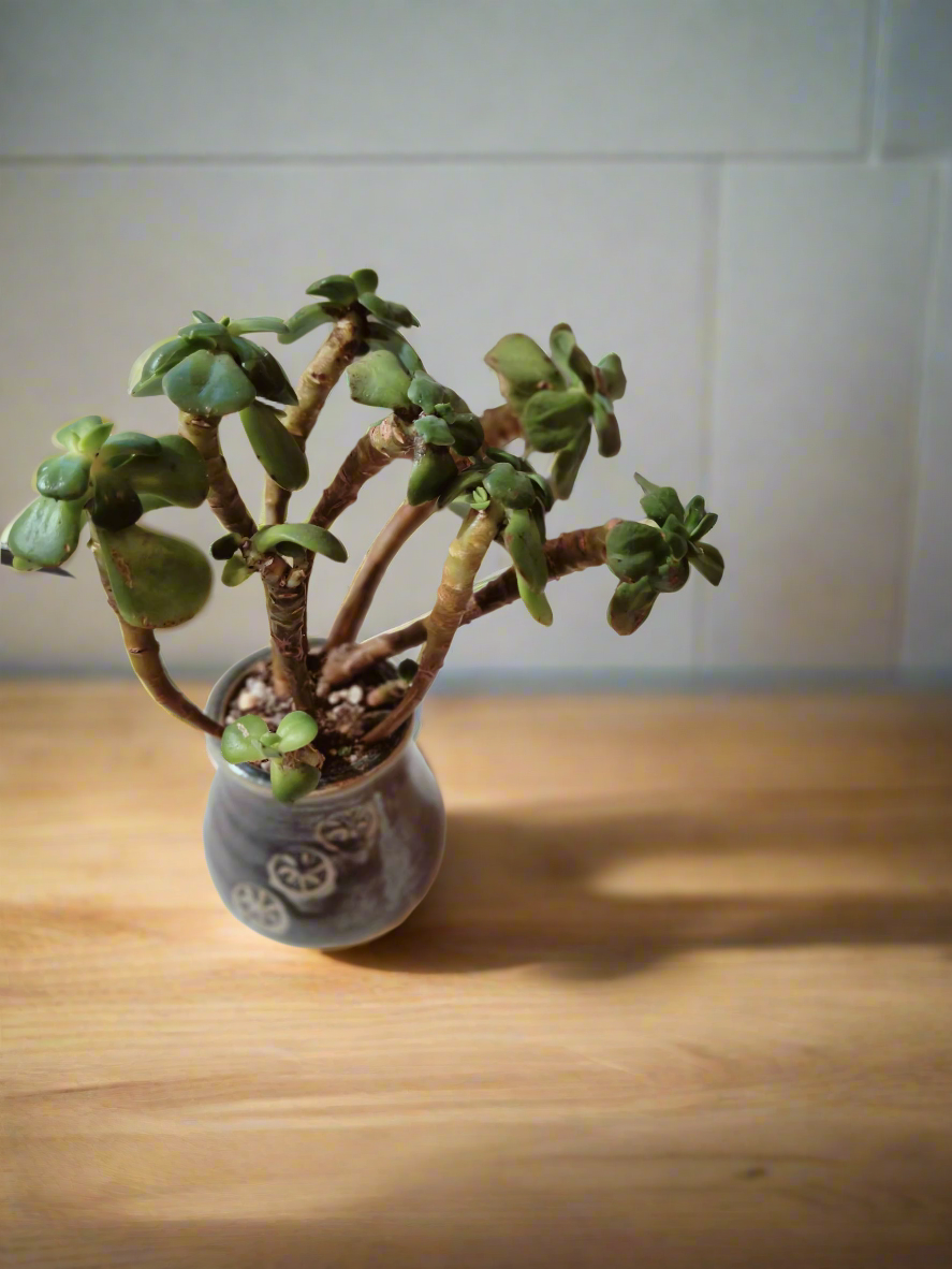 Succulent Rustic Pot Glow Grey – Jade Plant - SlowBloomGreens