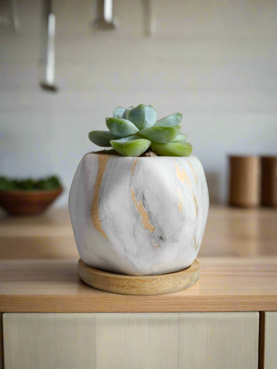 Succulent Mini Octagon Gold - Echeveria Ice Green