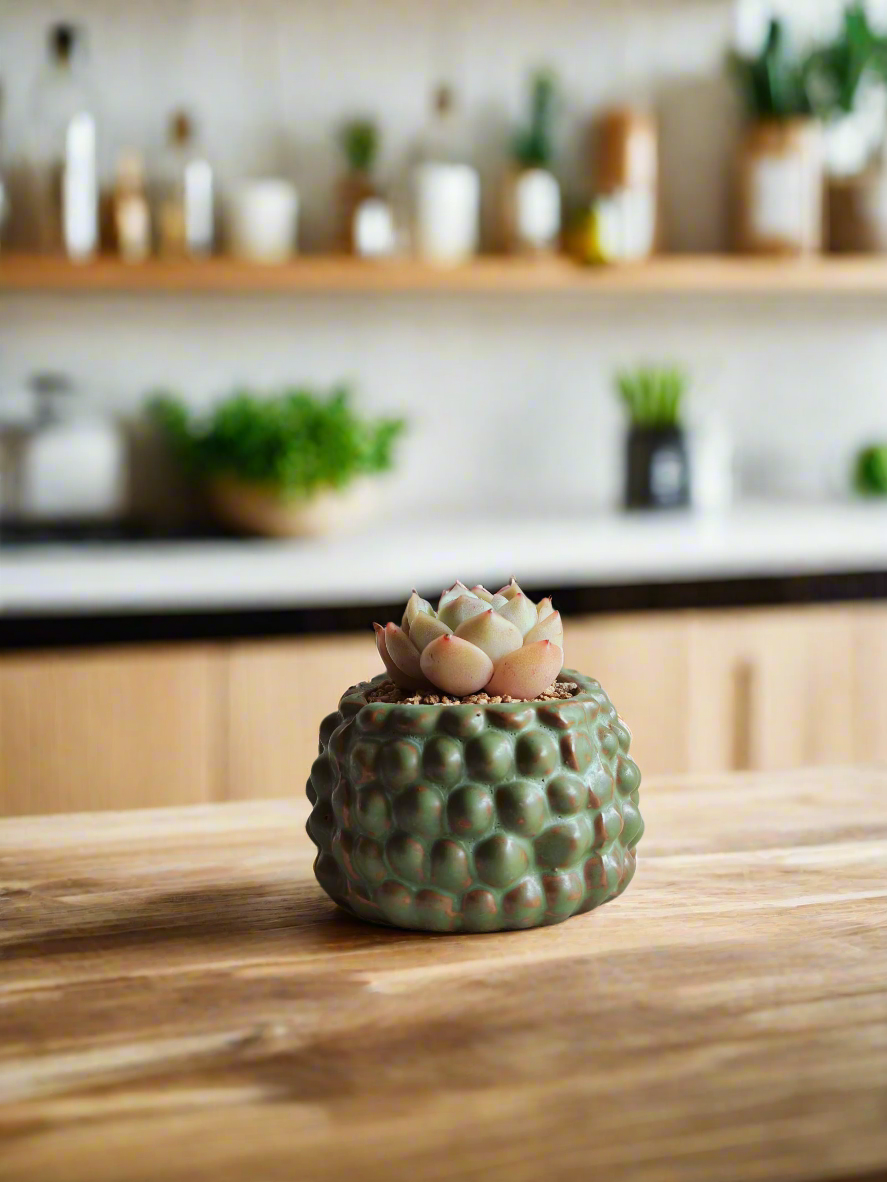 Succulent Hedgehog Pot - Echeveria Elegans 'Raspberry Ice'