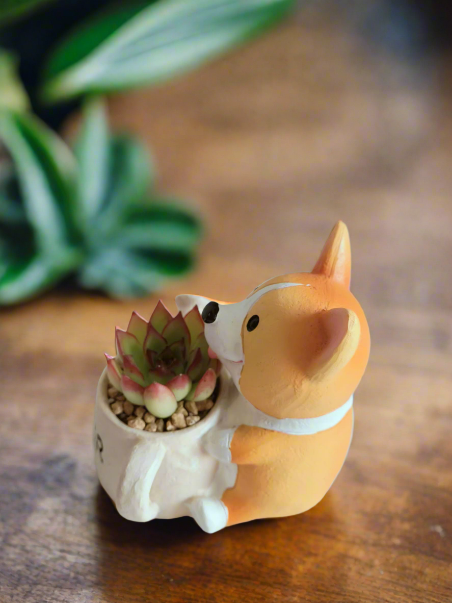 Succulent Charming Corgi - Echeveria Pulidonis - SlowBloomGreens