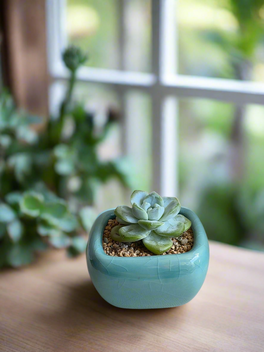 Succulent Zen Square Turquoise Pot – Echeveria Ice Green