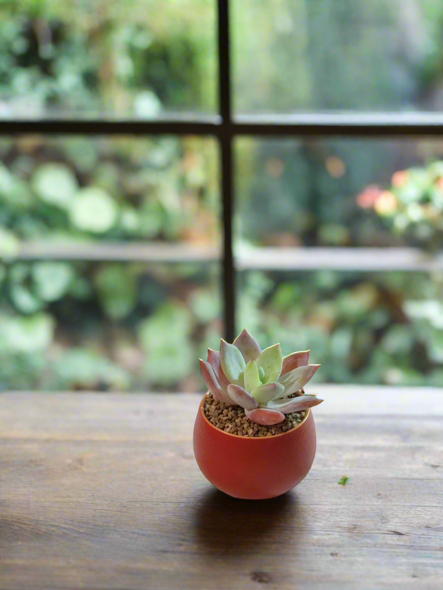 Succulent Auspicious Grace Pot - Graptoveria Opalina