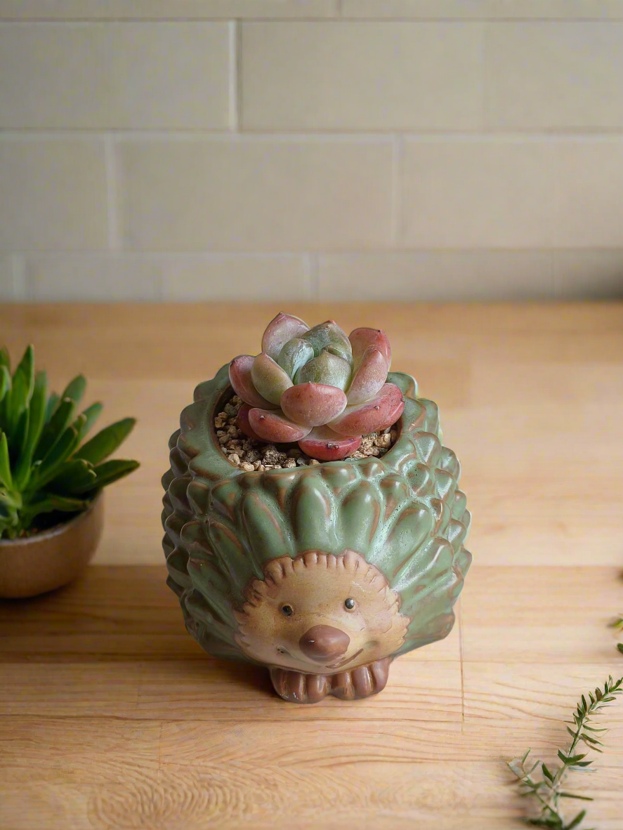 Succulent Hedgehog - Echeveria Ice Green