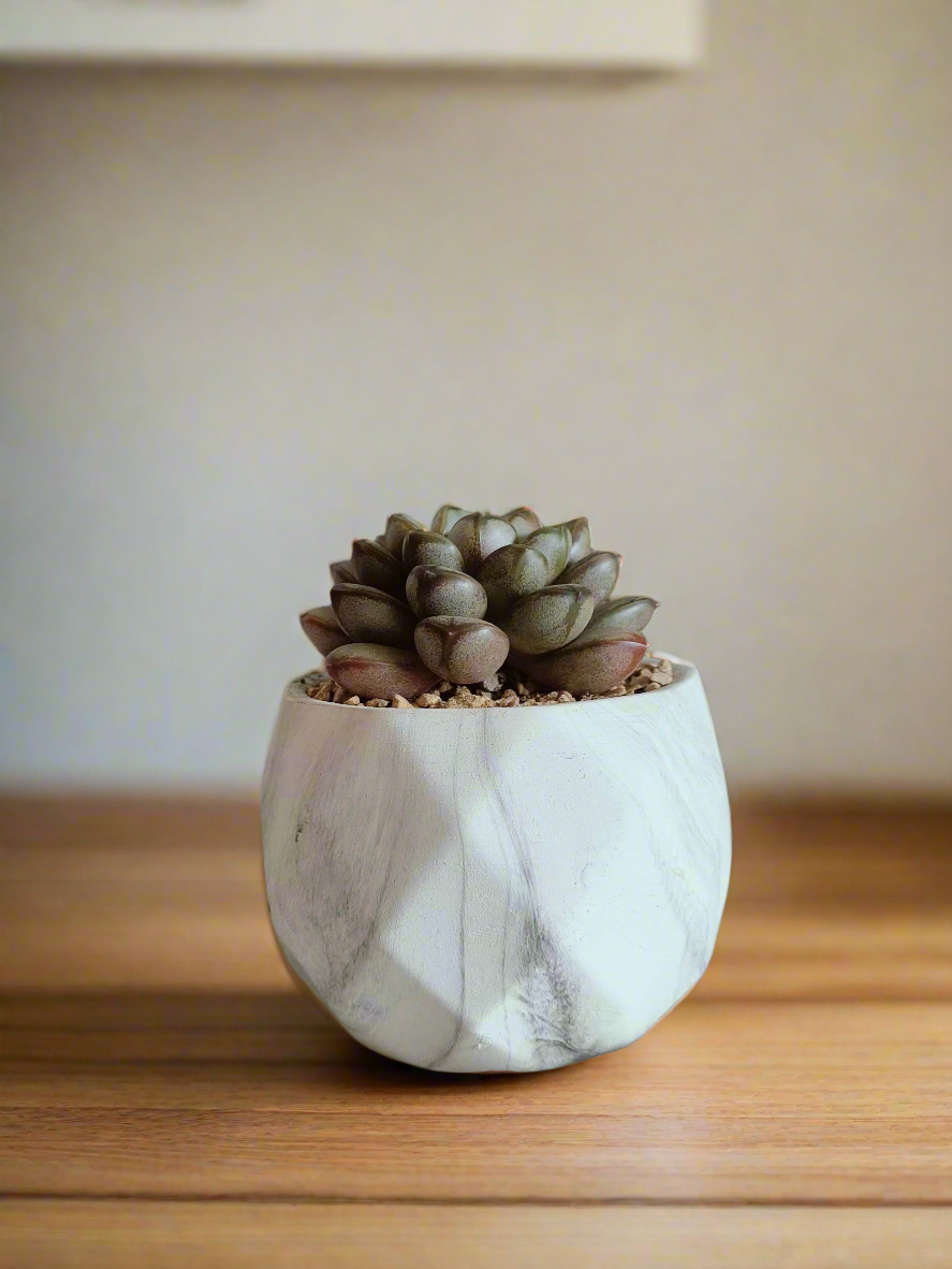 Elegant marble finish of the Succulent Harmony Ash Pot holding Graptoveria 'Amethorum'.