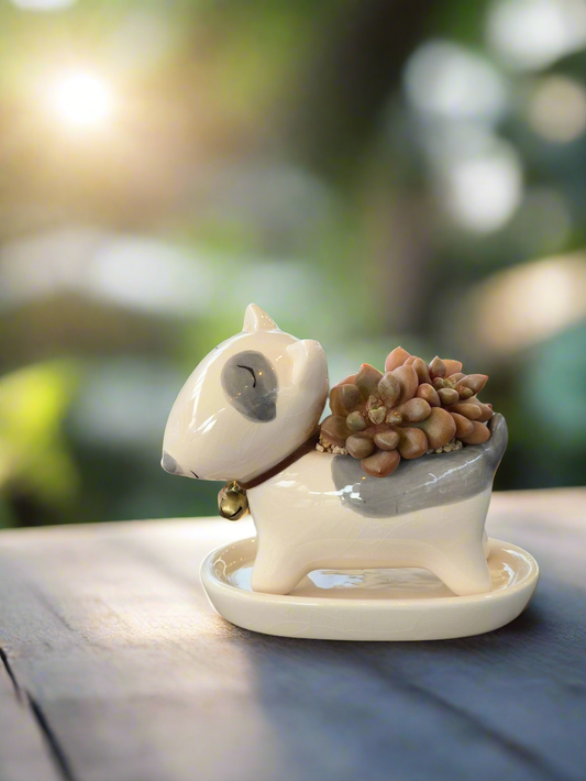 Succulent Bull Terrier Planter – Graptopetalum 'Mirinae'