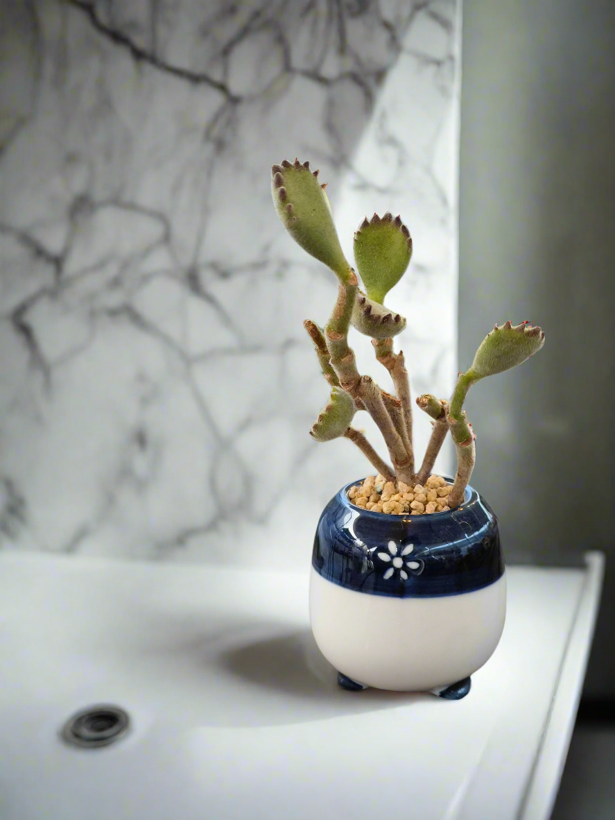Succulent Tiny Sakura Blue Planter – Cotyledon tomentosa ‘Bear’s Paw’