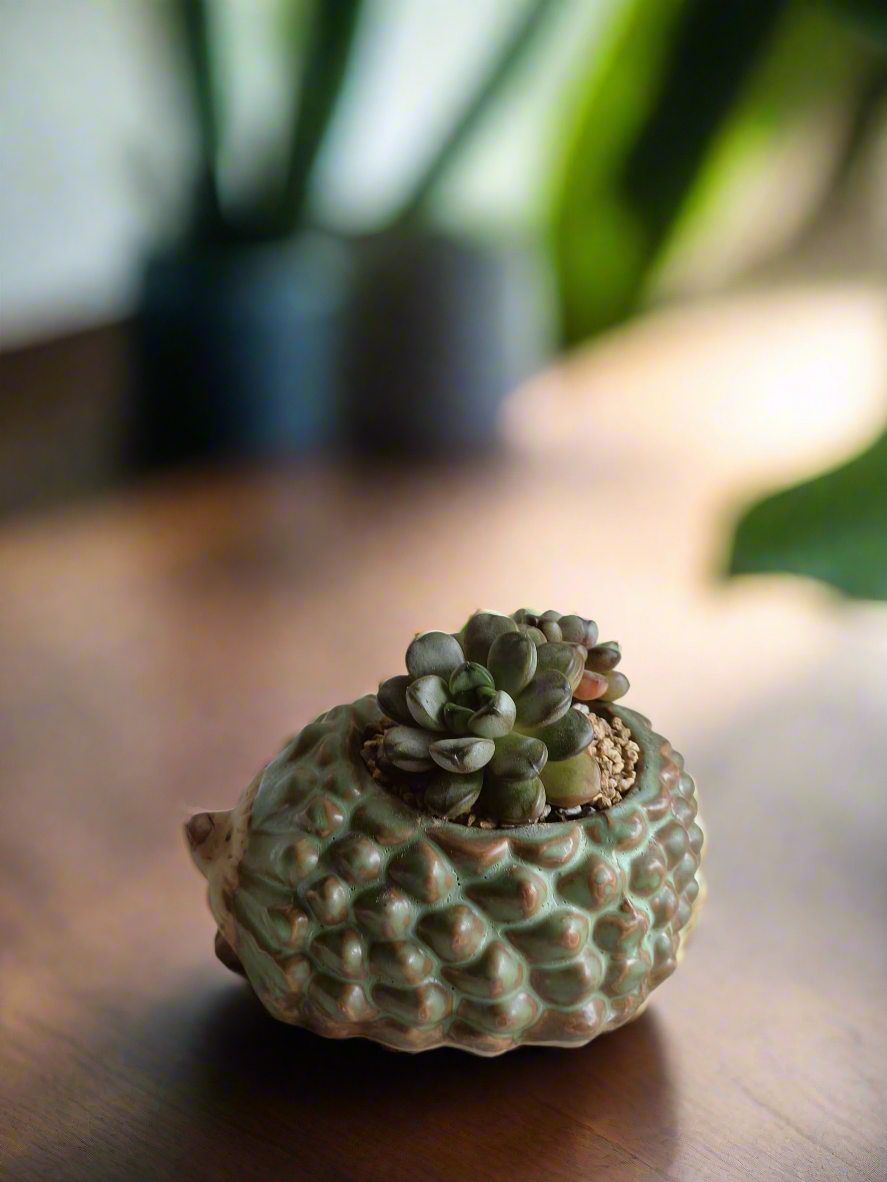 Succulent Hedgehog Pot - Graptoveria 'Amethorum'