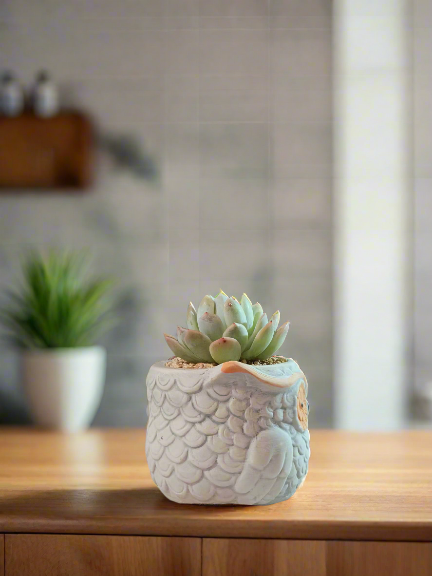 Succulent Owl Pot - Graptoveria 'Opalina'