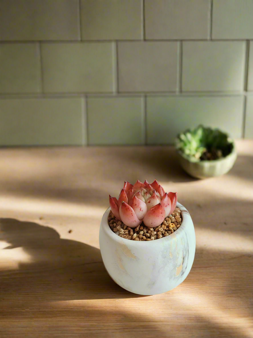 Succulent Mini Round Gold Pot – Echeveria Agavoides 'Romeo'