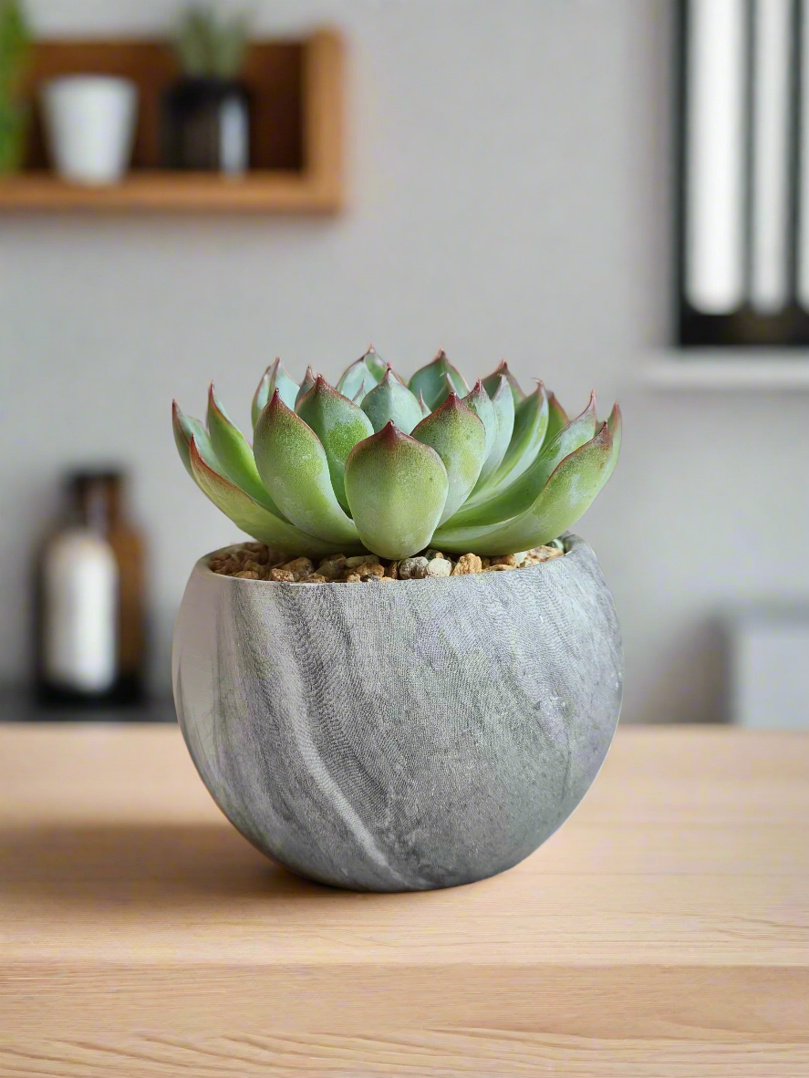 Succulent Elegant Round Dark Grey – Echevaria Pulidonis