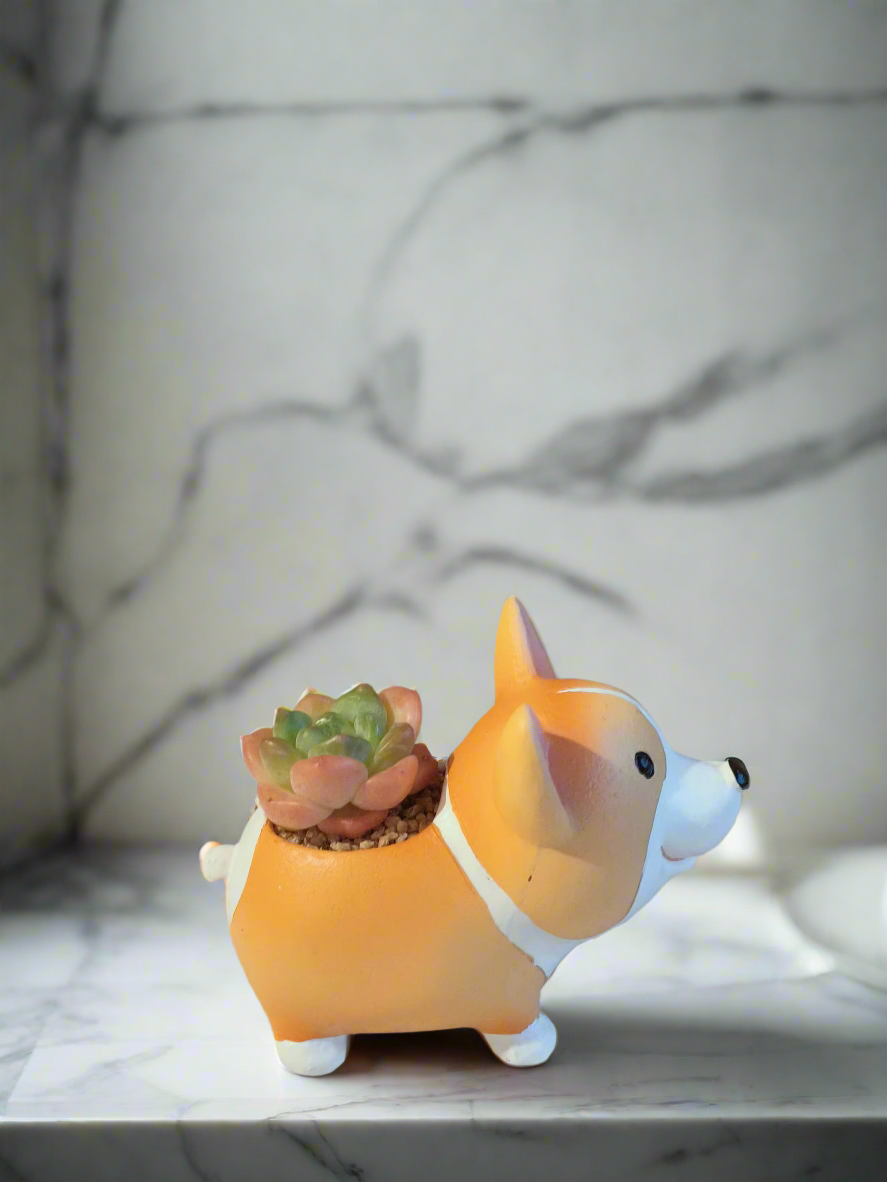 Lush view of Succulent Charming Standing Corgi - Echeveria Suryeon on a desk.