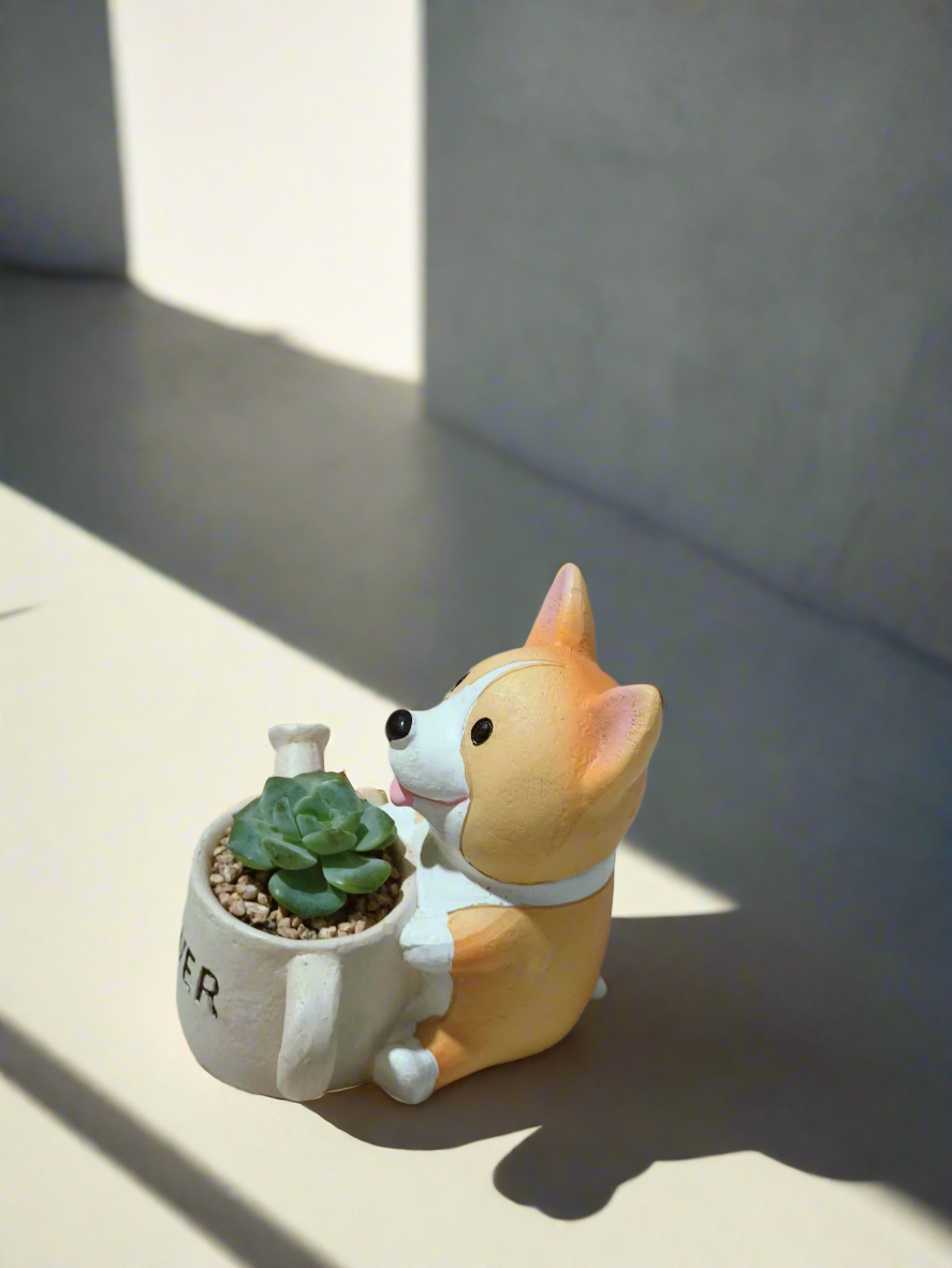 Succulent Charming Corgi - Echeveria Ice Green - SlowBloomGreens