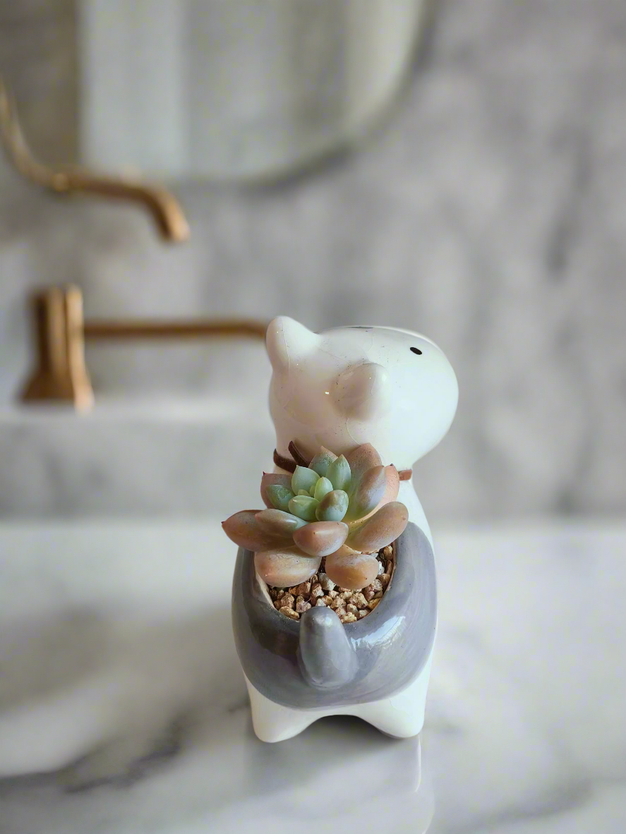 Succulent Puppy Bull Terrier - Graptoveria Opalina - SlowBloomGreens
