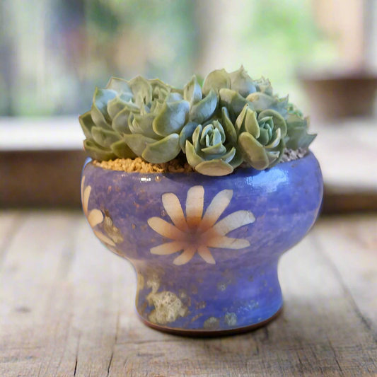 Succulent Moonlit Bloom Pot – Periwinkle Blue with Echeveria 'Blue Surprise'