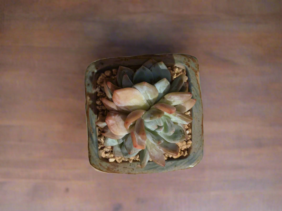 Succulent Rustica Planter - Echeveria Monroe