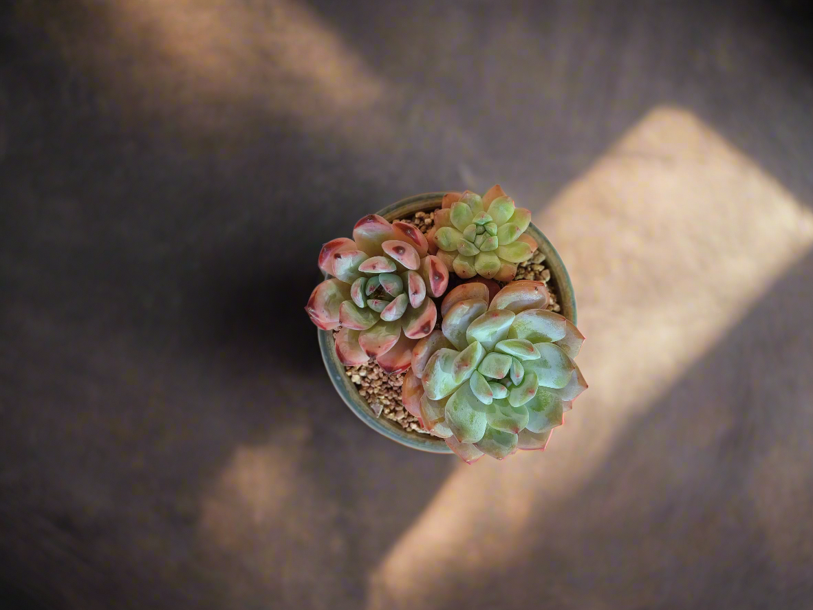 Succulent Moonlit Bloom Pot – Blue-Green with Echeveria Orange Monroe & Friends