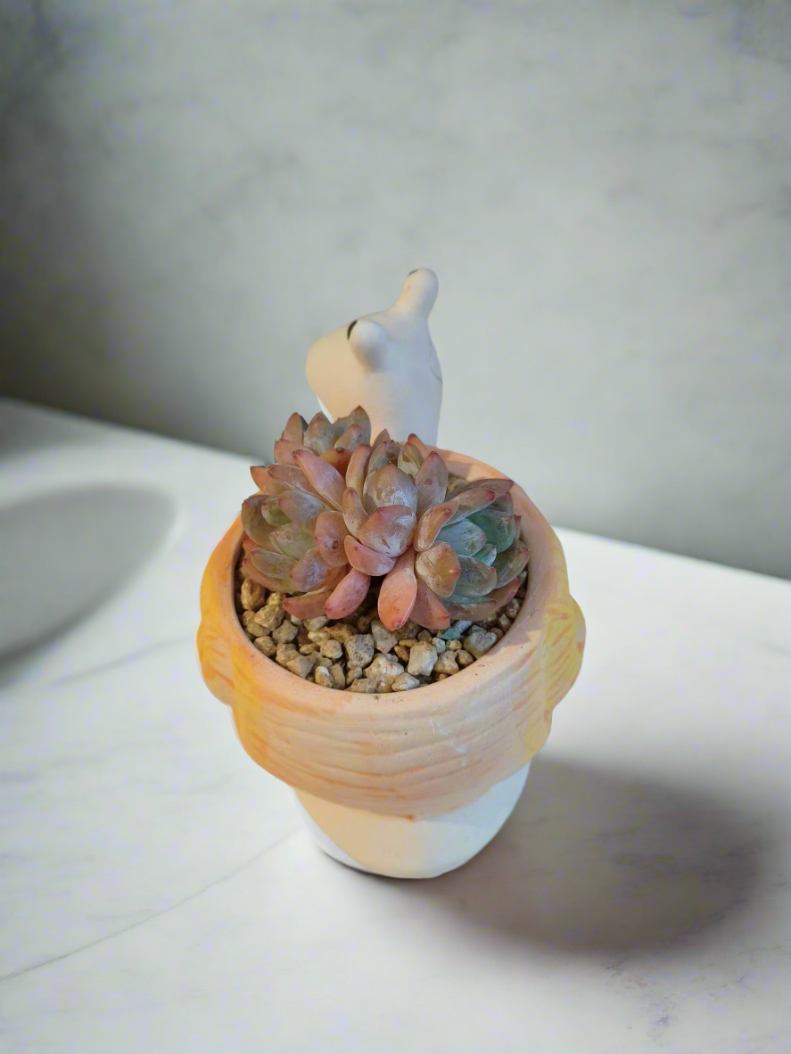 Succulent Snail Planter - Echeveria Orange Monroe enhancing a plant collection.