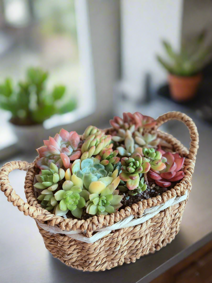 Succulent Basket Bliss ( Customised) - SlowBloomGreens