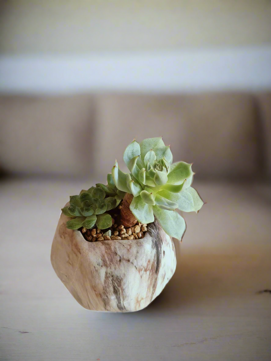 Succulent Mini Octagon Brown - Echeveria